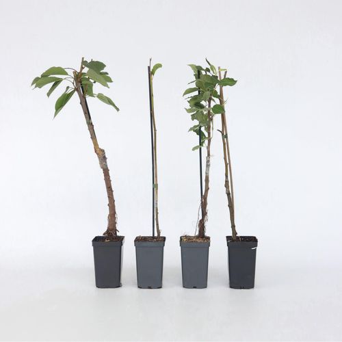 7428471693577 - Plant in a Box - Fruchtsäulen - 8 Stk - Malus Pryus Prunus - Höhe 60-70cm - Topf 9cm 7428471693577 - Plant in a Box - Fruchtsäulen - 8 Stk - Malus Pryus Prunus - Höhe 60-70cm - Topf 9cm