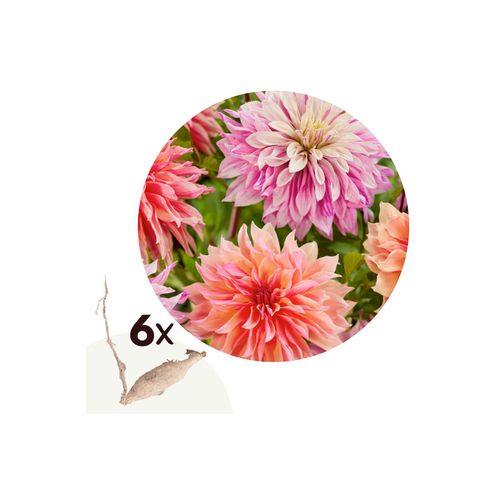 6097245495436 - Plant in a Box - Dahlien - 6er Set - Dahlia Labyrinth Labyrint Twotone - Dahlienknollen 6097245495436 - Plant in a Box - Dahlien - 6er Set - Dahlia Labyrinth Labyrint Twotone - Dahlienknollen