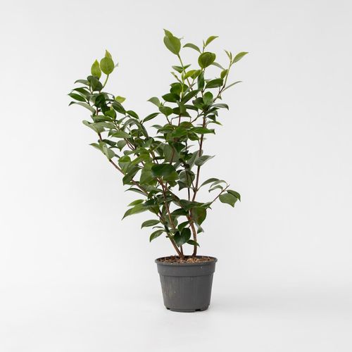 7428474639091 - Plant in a Box - Japanische Rose - Camellia japonica Brush Field - Höhe 50-60cm - Topf 15cm