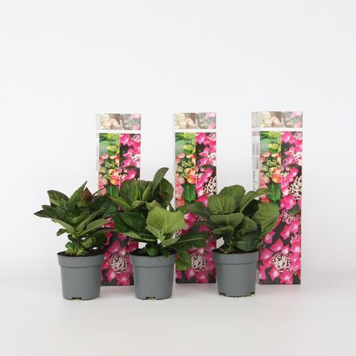 7428479389243 - Plant in a Box - Hortensie - 3 Stk - Hydrangea macrophylla teller Red Bull - Höhe 25-40cm - Topf 9cm 7428479389243 - Plant in a Box - Hortensie - 3 Stk - Hydrangea macrophylla teller Red Bull - Höhe 25-40cm - Topf 9cm