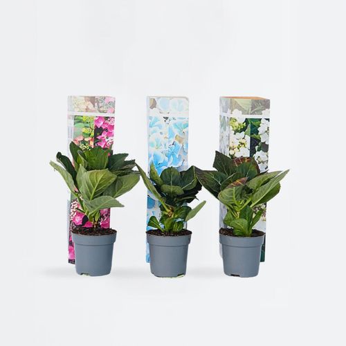 7428476661991 - Plant in a Box - Hortensie - 3 Stk - Hydrangea macrophylla - Höhe 25-40cm - Topf 9cm