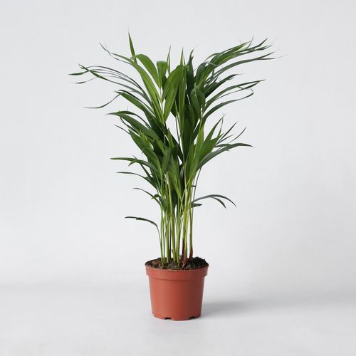 7428477832147 - Plant in a Box - Goldfruchtpalme - Dypsis lutescens - Höhe 60-70cm - Topf 17cm 7428477832147 - Plant in a Box - Goldfruchtpalme - Dypsis lutescens - Höhe 60-70cm - Topf 17cm