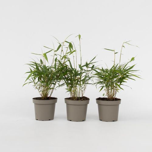 7442924130105 - Plant in a Box - Bambus - 3 Stk - Fargesia scabrida Asian Wonder - Höhe 25-40cm - Topf 13cm