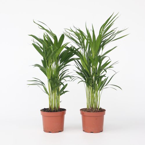 7428471863055 - Plant in a Box - Goldfruchtpalme - 4 Stk - Dypsis lutescens - Höhe 60-70cm - Topf 17cm 7428471863055 - Plant in a Box - Goldfruchtpalme - 4 Stk - Dypsis lutescens - Höhe 60-70cm - Topf 17cm
