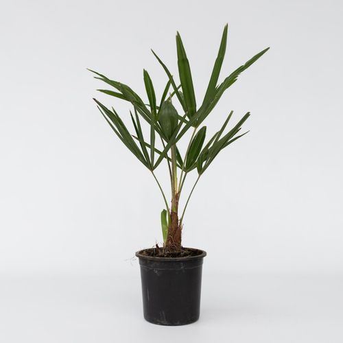 7428472894508 - Plant in a Box - Windmühlenpalme - Trachycarpus Fortunei - Höhe 35-45cm - Topf 15cm 7428472894508 - Plant in a Box - Windmühlenpalme - Trachycarpus Fortunei - Höhe 35-45cm - Topf 15cm