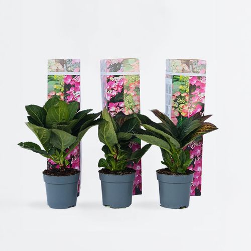 7428475508518 - Plant in a Box - Hortensie - 6 Stk - Hydrangea macrophylla Red Bull - Höhe 25-40cm - Topf 9cm 7428475508518 - Plant in a Box - Hortensie - 6 Stk - Hydrangea macrophylla Red Bull - Höhe 25-40cm - Topf 9cm