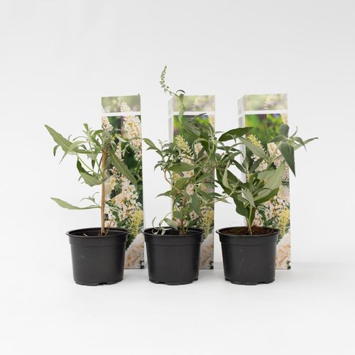 7428475402243 - Plant in a Box - Schmetterlingsfliedern - 3 Stk - Buddleja davidii White - Höhe 25-40cm - Topf 9cm 7428475402243 - Plant in a Box - Schmetterlingsfliedern - 3 Stk - Buddleja davidii White - Höhe 25-40cm - Topf 9cm