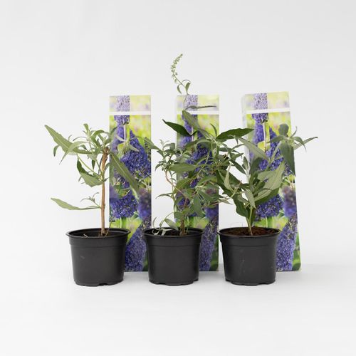 7428470924092 - Plant in a Box - Schmetterlingsfliedern - 3 Stk - Buddleja Nanho Blue - Höhe 25-40cm - Topf 9cm