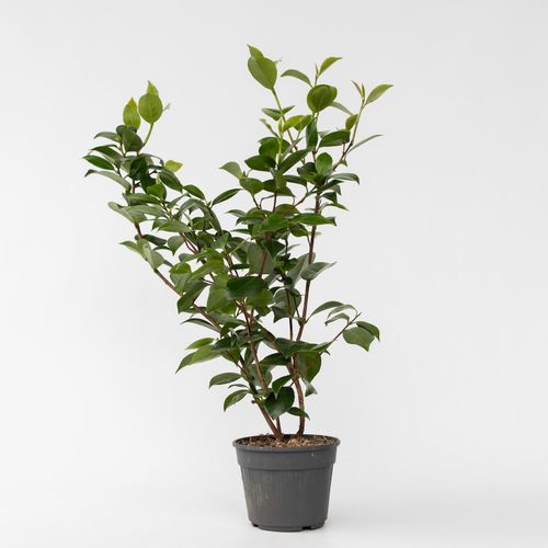 6097254041020 - Plant in a Box - Japanische Rose - Camellia japonica Lady Campbell - Höhe 50-60cm - Topf 15cm 6097254041020 - Plant in a Box - Japanische Rose - Camellia japonica Lady Campbell - Höhe 50-60cm - Topf 15cm