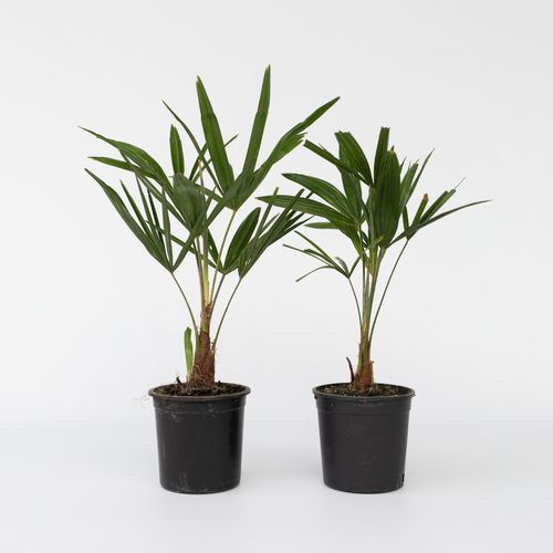 7428479453388 - Plant in a Box - Windmühlenpalme - 2 Stk - Trachycarpus Fortunei - Höhe 35-45cm - Topf 15cm 7428479453388 - Plant in a Box - Windmühlenpalme - 2 Stk - Trachycarpus Fortunei - Höhe 35-45cm - Topf 15cm