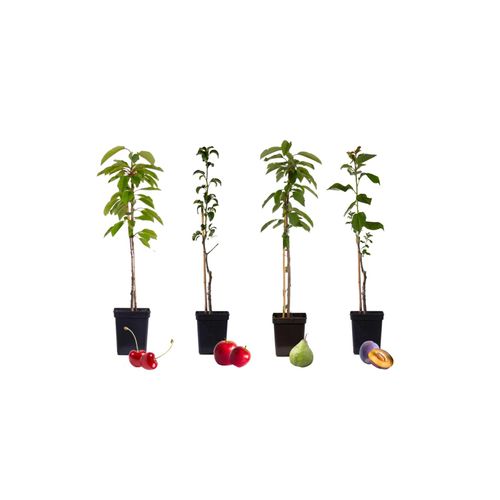 7428470905732 - Plant in a Box - Fruchtsäulen - 4 Stk - Malus Pryus Prunus - Höhe 60-70cm - Topf 9cm