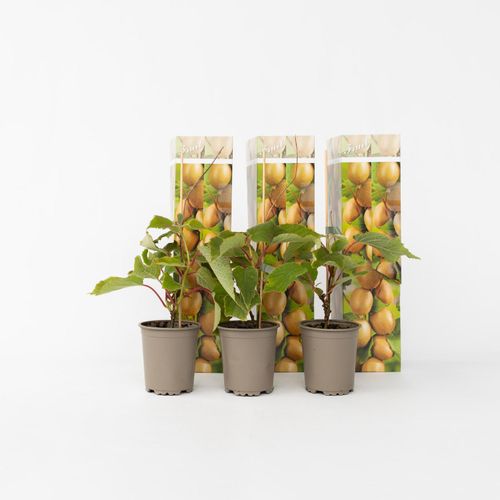 7428472722771 - Plant in a Box - Kiwipflanze - 6 Stk - Actinidia deliciosa Jenny - Höhe 20-40cm - Topf 9cm