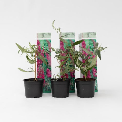 7428479241817 - Plant in a Box - Schmetterlingsfliedern - 3 Stk - Buddleja Pink Delight - Höhe 25-40cm - Topf 9cm 7428479241817 - Plant in a Box - Schmetterlingsfliedern - 3 Stk - Buddleja Pink Delight - Höhe 25-40cm - Topf 9cm