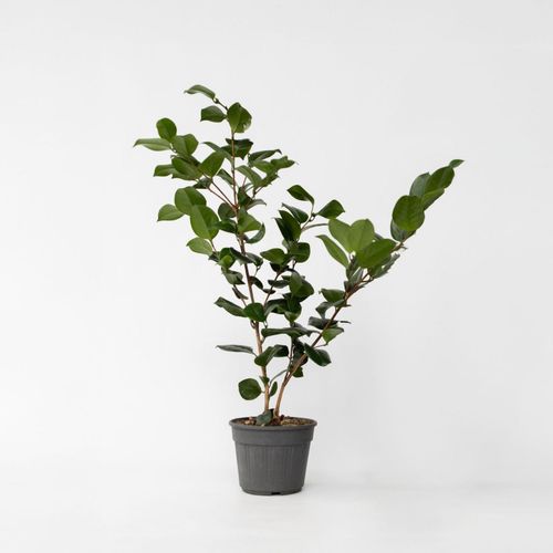 7428472656861 - Plant in a Box - Japanische Rose - Camellia japonica Bonomiana - Höhe 50-60cm - Topf 15cm