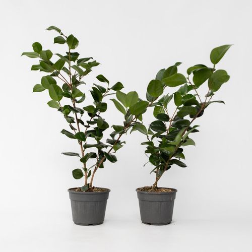 6097246161156 - Plant in a Box - Japanische Rose - 2 Stk - Camellia japonica Lady Campbell - Höhe 50-60cm - Topf 15cm 6097246161156 - Plant in a Box - Japanische Rose - 2 Stk - Camellia japonica Lady Campbell - Höhe 50-60cm - Topf 15cm