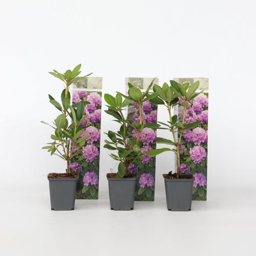 7428470297080 - Plant in a Box - Limette - 3 Stk - Citrus aurantifolia - Höhe 25-40cm - Topf 9cm 7428470297080 - Plant in a Box - Limette - 3 Stk - Citrus aurantifolia - Höhe 25-40cm - Topf 9cm