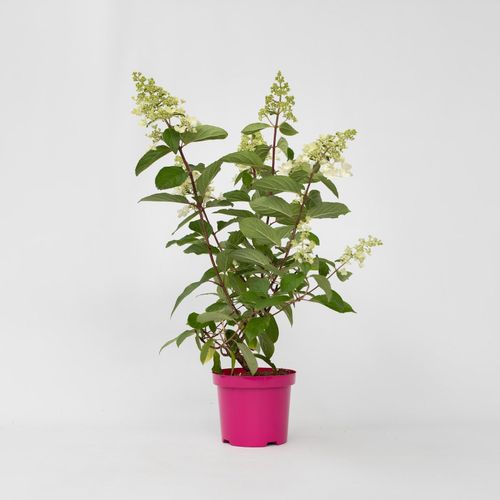 7442924134158 - Plant in a Box - Hortensie - Hydrangea paniculata Pinky Winky - Höhe 25-40cm - Topf 19cm 7442924134158 - Plant in a Box - Hortensie - Hydrangea paniculata Pinky Winky - Höhe 25-40cm - Topf 19cm