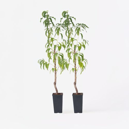 7428475637386 - Plant in a Box - Pfirsichbaum - 2 Stk - Prunus persica Saturne - Höhe 60-70cm - Topf 15cm 7428475637386 - Plant in a Box - Pfirsichbaum - 2 Stk - Prunus persica Saturne - Höhe 60-70cm - Topf 15cm