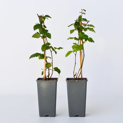 6097228546599 - Plant in a Box - Brombeerpflanzen - 2 Stk - Rubus fruticosus Thornfree - Höhe 50-60cm - Topf 15cm
