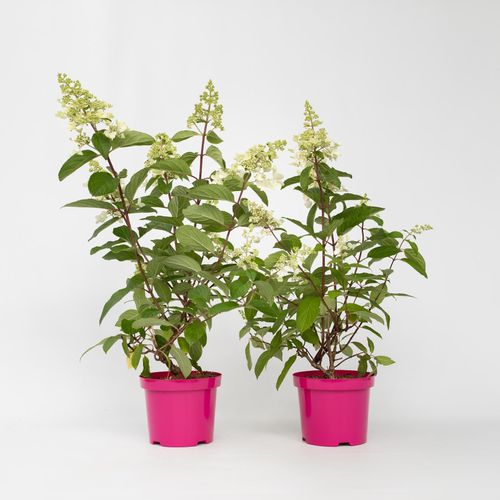 7428475915675 - Plant in a Box - Hortensie - 2 Stk - Hydrangea paniculata Pinky Winky - Höhe 25-40cm - Topf 19cm