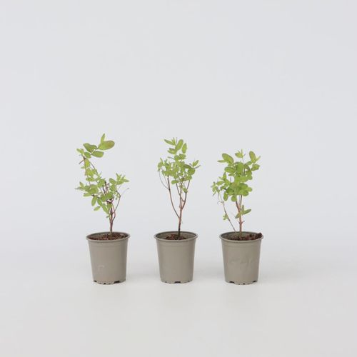 7428478348203 - Plant in a Box - Geißblatt - 6 Stk - Lonicera kamtchatica - Höhe 25-40cm - Topf 9cm 7428478348203 - Plant in a Box - Geißblatt - 6 Stk - Lonicera kamtchatica - Höhe 25-40cm - Topf 9cm