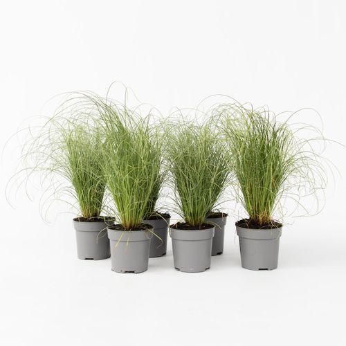 7428479208889 - Plant in a Box - Blaugrünes Schwingel - 6 Stk - Festuca glauca Elijah Blue - Höhe 10-15cm - Topf 9cm 7428479208889 - Plant in a Box - Blaugrünes Schwingel - 6 Stk - Festuca glauca Elijah Blue - Höhe 10-15cm - Topf 9cm