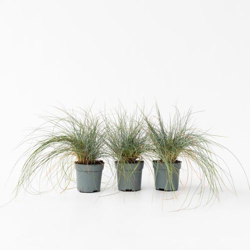 7428471137248 - Plant in a Box - Blaugrünes Schwingel - 3 Stk - Festuca glauca Elijah Blue - Höhe 10-15cm - Topf 9cm 7428471137248 - Plant in a Box - Blaugrünes Schwingel - 3 Stk - Festuca glauca Elijah Blue - Höhe 10-15cm - Topf 9cm