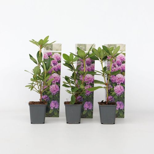 6097232948945 - Plant in a Box - Rhododendren - 3 Stk - Rhododendron catawbiense purple - Höhe 25-40cm - Topf 9cm