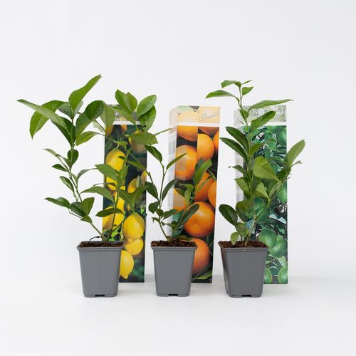 7428478767042 - Plant in a Box - Zitruspflanzenmischung - 6 Stk - Citrus limon - Höhe 25-40cm - Topf 9cm 7428478767042 - Plant in a Box - Zitruspflanzenmischung - 6 Stk - Citrus limon - Höhe 25-40cm - Topf 9cm