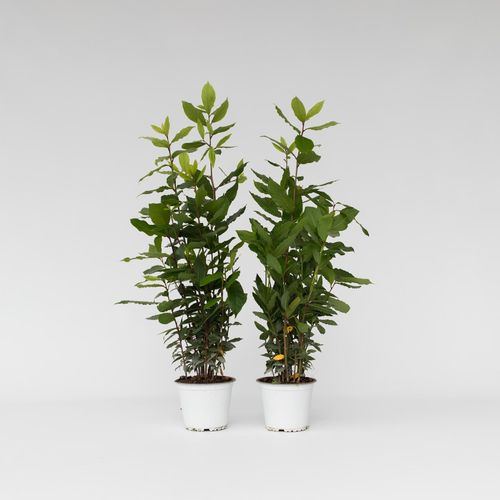 7442924151179 - Plant in a Box - Lorbeerstrauch - 2 Stk - Laurus nobilis - Höhe 30-40cm - Topf 14cm