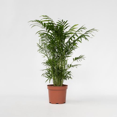 6097233954921 - Plant in a Box - Bergpalme - Chamaedorea elegans - Höhe 50-60cm - Topf 17cm 6097233954921 - Plant in a Box - Bergpalme - Chamaedorea elegans - Höhe 50-60cm - Topf 17cm