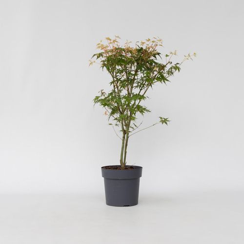 6097224824868 - Plant in a Box - Japanischer Ahorn - Acer palmatum Katsura - Höhe 60-70cm - Topf 19cm