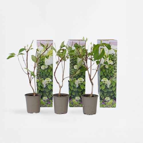 6097222935993 - Plant in a Box - Hortensie - 3 Stk - Hydrangea paniculata Silver Dollar - Höhe 25-40cm - Topf 9cm