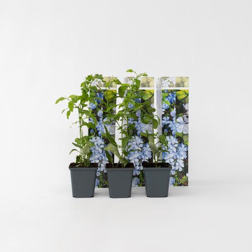 7428478129611 - Plant in a Box - Bleiwurz - 3 Stk - Plumbago auriculata - Höhe 25-40cm - Topf 9cm