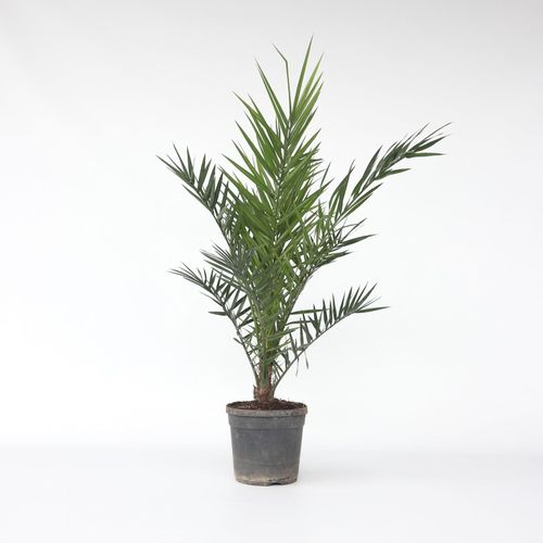 7428478616234 - Plant in a Box - Kanarische Dattelpalme - Phoenix canariensis - Höhe 80-100cm - Topf 19cm 7428478616234 - Plant in a Box - Kanarische Dattelpalme - Phoenix canariensis - Höhe 80-100cm - Topf 19cm