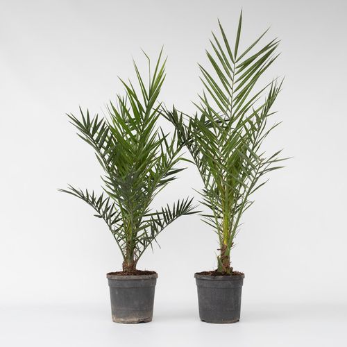 7428475083909 - Plant in a Box - Kanarische Dattelpalme - 2 Stk - Phoenix canariensis - Höhe 80-100cm - Topf 19cm 7428475083909 - Plant in a Box - Kanarische Dattelpalme - 2 Stk - Phoenix canariensis - Höhe 80-100cm - Topf 19cm