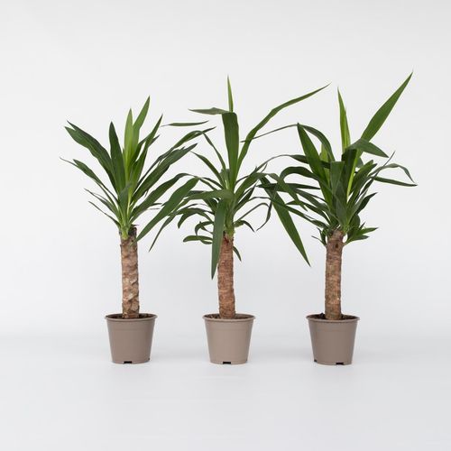 7428479604865 - Plant in a Box - Palmlilie - 6 Stk - Yucca elephantipes - Höhe 50-60cm - Topf 14cm 7428479604865 - Plant in a Box - Palmlilie - 6 Stk - Yucca elephantipes - Höhe 50-60cm - Topf 14cm