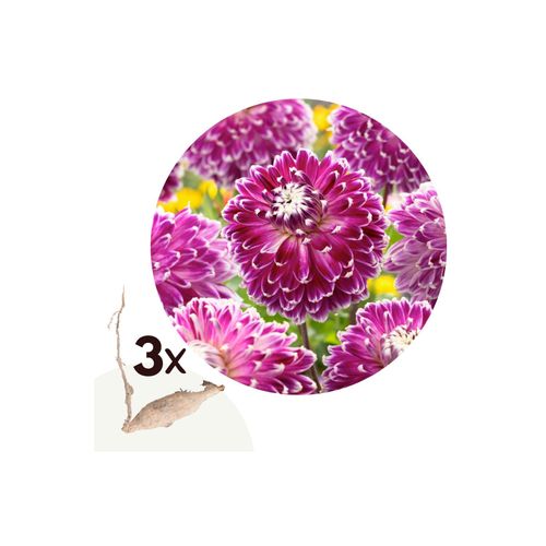 7428470551519 - Plant in a Box - Dahlien - 3er Set - Dahlia Vancouver - Dahlienknollen - Rosa und Weiße Blüten 7428470551519 - Plant in a Box - Dahlien - 3er Set - Dahlia Vancouver - Dahlienknollen - Rosa und Weiße Blüten