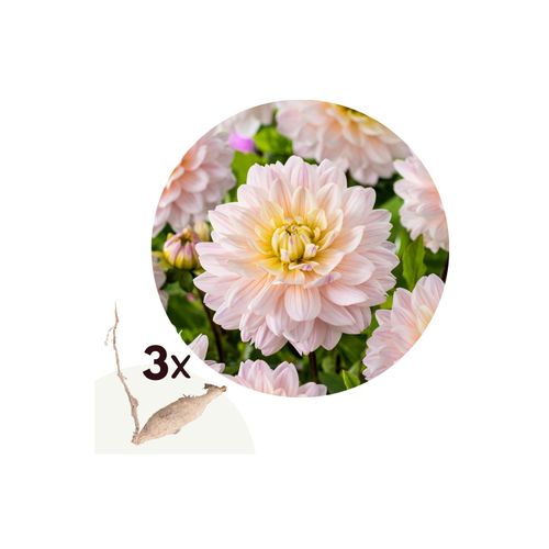 6097222430405 - Plant in a Box - Dahlien - 3er Set - Dahlia Dianas Memory - Dahlienknollen - GelbeRosa Blüten 6097222430405 - Plant in a Box - Dahlien - 3er Set - Dahlia Dianas Memory - Dahlienknollen - GelbeRosa Blüten