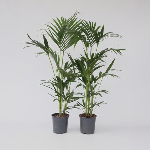 7428475848416 - Plant in a Box - Kentia Palme - 2 Stk - Howea forsteriana - Höhe 90-100cm - Topf 18cm 7428475848416 - Plant in a Box - Kentia Palme - 2 Stk - Howea forsteriana - Höhe 90-100cm - Topf 18cm