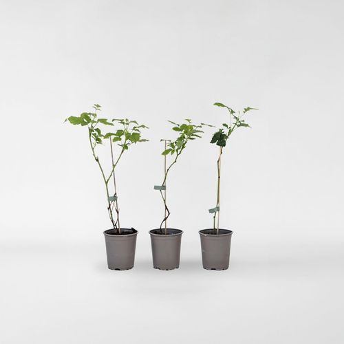 7428471360547 - Plant in a Box - Taybeere - 3 Stk - Rubus Tayberry - Höhe 25-40cm - Topf 9cm 7428471360547 - Plant in a Box - Taybeere - 3 Stk - Rubus Tayberry - Höhe 25-40cm - Topf 9cm