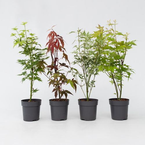7428471144956 - Plant in a Box - Japanischer Ahorn - 8 Stk - Acer palmatum - Höhe 25-40cm - Topf 11cm 7428471144956 - Plant in a Box - Japanischer Ahorn - 8 Stk - Acer palmatum - Höhe 25-40cm - Topf 11cm