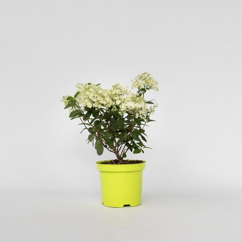 7442924153166 - Plant in a Box - Hortensie - Hydrangea paniculata Bobo - Höhe 25-40cm - Topf 19cm 7442924153166 - Plant in a Box - Hortensie - Hydrangea paniculata Bobo - Höhe 25-40cm - Topf 19cm