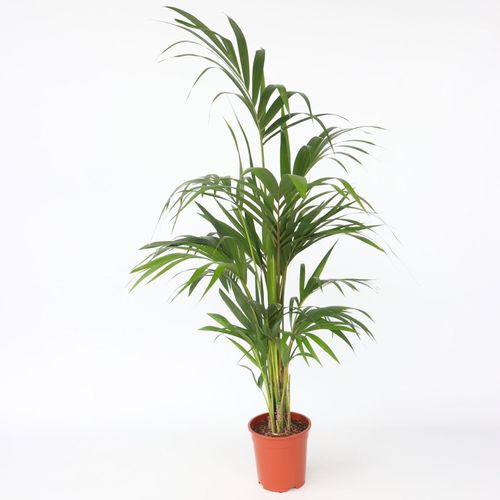 7428475089987 - Plant in a Box - Kentia Palme - Howea forsteriana - Höhe 130-140cm - Topf 21cm 7428475089987 - Plant in a Box - Kentia Palme - Howea forsteriana - Höhe 130-140cm - Topf 21cm