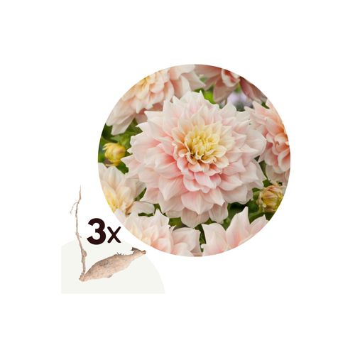 7428477487996 - Plant in a Box - Dahlien - 3er Set - Dahlia Break Out - Dahlienknollen - Rosa Blüten
