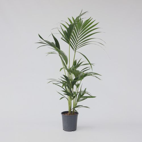 7440848230239 - Plant in a Box - Kentia Palme - Howea forsteriana - Höhe 90-100cm - Topf 18cm
