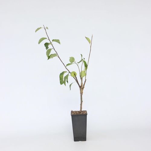 7428478367037 - Plant in a Box - Apfelbaum mit 3 Apfelsorten in einem Baum - 2er Set - Höhe 60-70 cm - Topf 17cm 7428478367037 - Plant in a Box - Apfelbaum mit 3 Apfelsorten in einem Baum - 2er Set - Höhe 60-70 cm - Topf 17cm