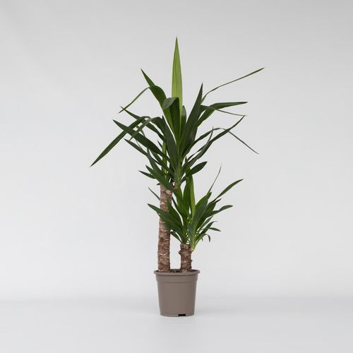 7440848233278 - Plant in a Box - Palmlilie - Yucca elephantipes - Höhe 70-80cm - Topf 17cm