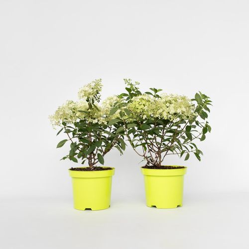 7428471614442 - Plant in a Box - Hortensie - 2 Stk - Hydrangea paniculata Bobo - Höhe 25-40cm - Topf 19cm 7428471614442 - Plant in a Box - Hortensie - 2 Stk - Hydrangea paniculata Bobo - Höhe 25-40cm - Topf 19cm