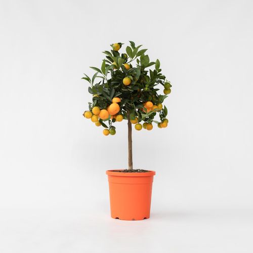 7440848231212 - Plant in a Box - Orangenbaum - Citrus mitis Calamondin - Höhe 55-65cm - Topf 19cm 7440848231212 - Plant in a Box - Orangenbaum - Citrus mitis Calamondin - Höhe 55-65cm - Topf 19cm